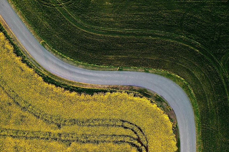 Gelbes und grüner Acker, die durch eine Strasse getrennt werden. 